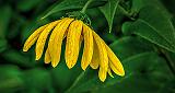 Droopy Wet Brown-eyed Susan_P1170461-3